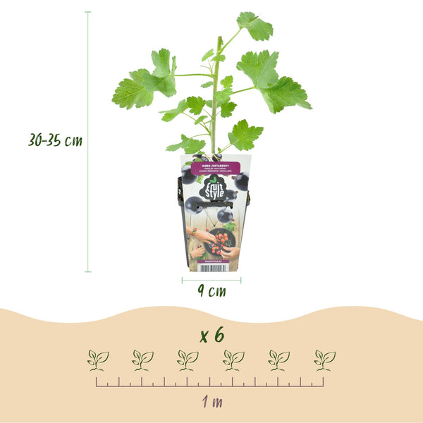 Jostabeere – Ribes × nidigrolaria – Ansicht 3