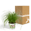 Zypergras – Cyperus alternifolius – Ansicht 6