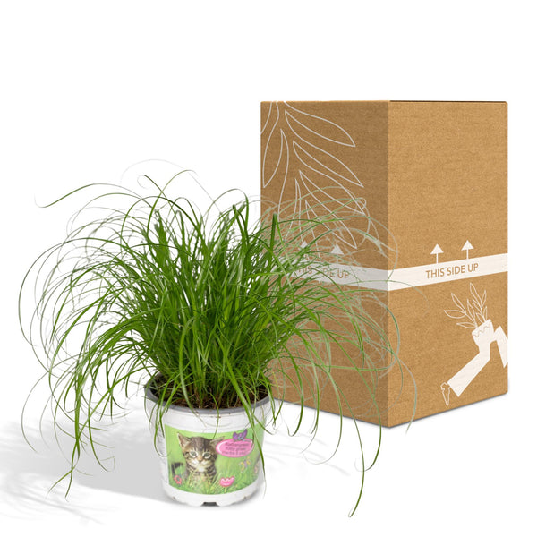 Zypergras – Cyperus alternifolius – Ansicht 6