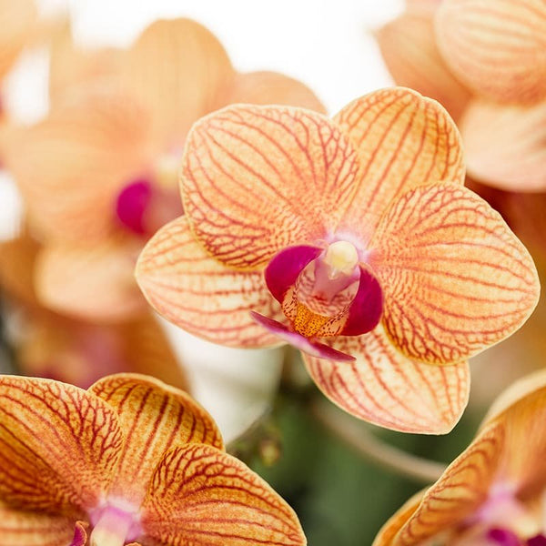 Schmetterlingsorchidee ‚Jamaica' – Phalaenopsis – Ansicht 2