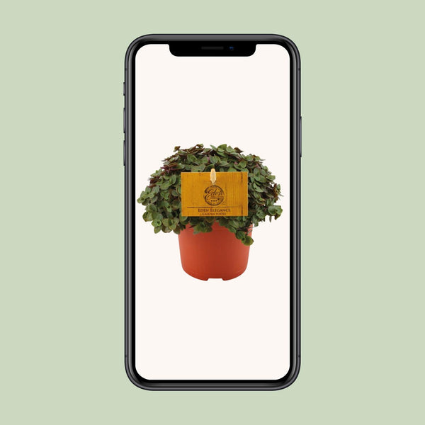 Schildkrötenpflanze ‚Turtle' – Callisia repens – Ansicht 4