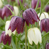 Schachbrettblume ‚Mix' – Fritillaria meleagris