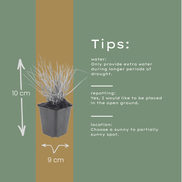 Herbst-Kopfgras – Sesleria autumnalis – Ansicht 5