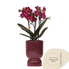 Schmetterlingsorchidee ‚Chamonix' – Phalaenopsis