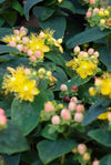 Johanniskraut ‚Annebel' – Hypericum × inodorum – Ansicht 2