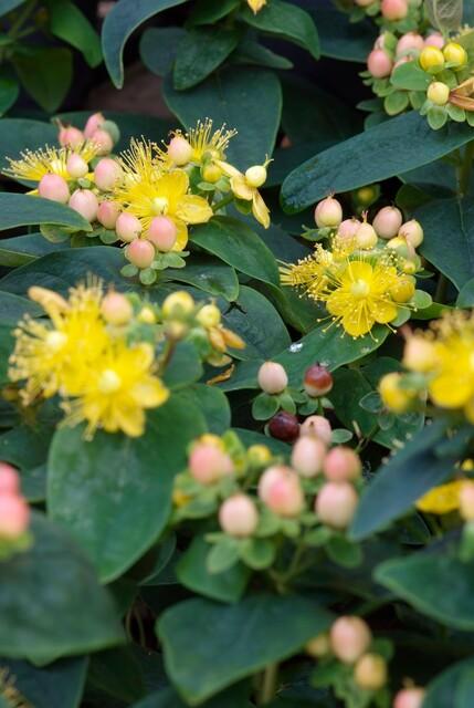 Johanniskraut ‚Annebel' – Hypericum × inodorum – Ansicht 2