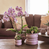 Schmetterlingsorchidee ‚Diamond Bora Bora' – Phalaenopsis – Ansicht 8