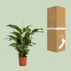 Einblatt ‚Bellini' – Spathiphyllum – Ansicht 3