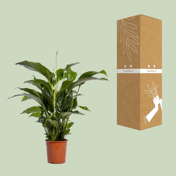 Einblatt ‚Bellini' – Spathiphyllum – Ansicht 3