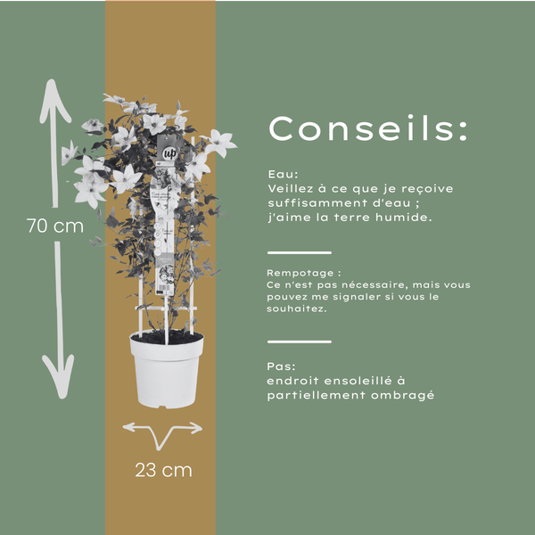Waldrebe ‚Tsukiko' – Clematis – Ansicht 7