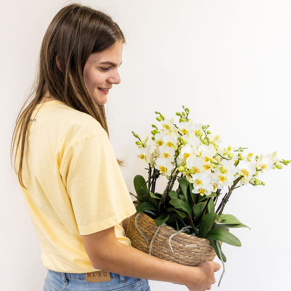 Pflanzen-Set „Jungle Bouquet“ – 3 weiße Orchideen ‚Lausanne' und 3 Grünpflanzen – Ansicht 2