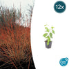 Roter Hartriegel ‚Midwinter Fire' – Cornus sanguinea