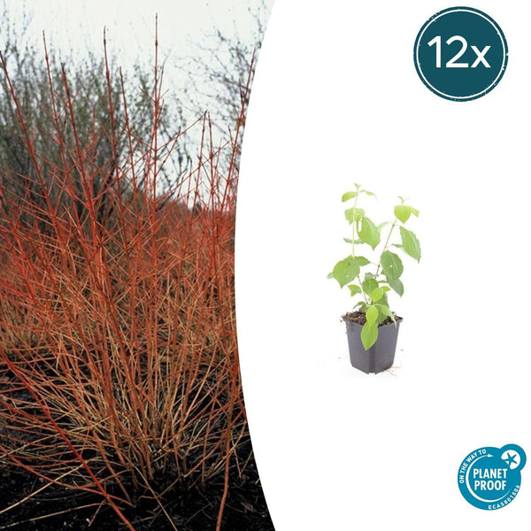 Roter Hartriegel ‚Midwinter Fire' – Cornus sanguinea