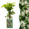 Gewöhnliche Waldrebe – Clematis vitalba