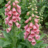 Fingerhut – Digitalis × mertonensis – Ansicht 5