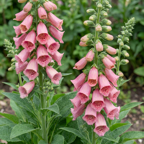 Fingerhut – Digitalis × mertonensis – Ansicht 5
