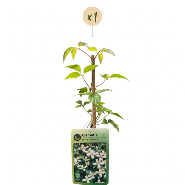 Bergwaldrebe ‚Wilsonii' – Clematis montana – Ansicht 2