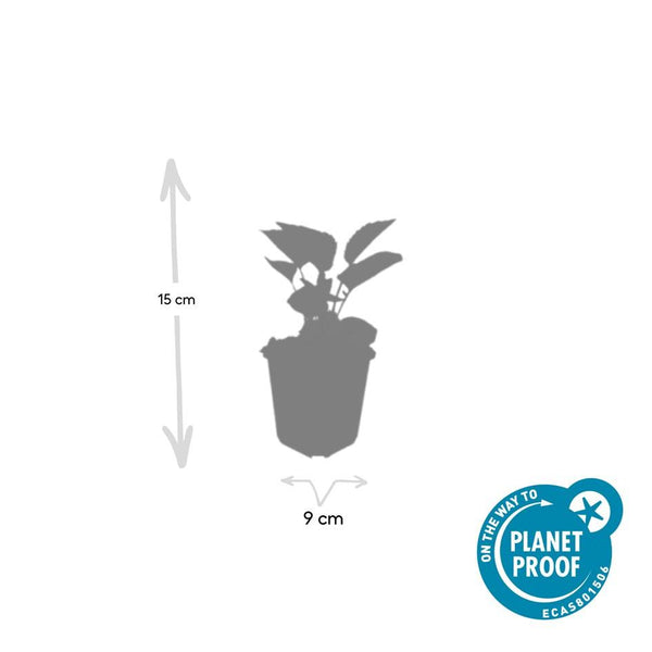 Purpur-Sonnenhut ‚Magnus' – Echinacea purpurea – Ansicht 5