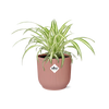 Grünlilie ‚Variegatum' – Chlorophytum comosum