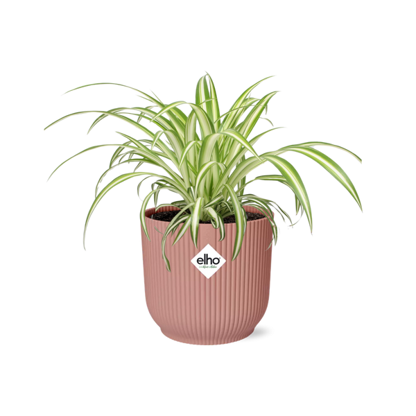 Grünlilie ‚Variegatum' – Chlorophytum comosum