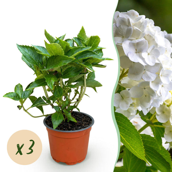 Hortensie – Hydrangea macrophylla
