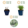 Blauschwingel – Festuca glauca – Ansicht 4