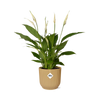 Einblatt ‚Torelli' – Spathiphyllum – gelber ELHO Vibes Fold Topf Ø 14 cm