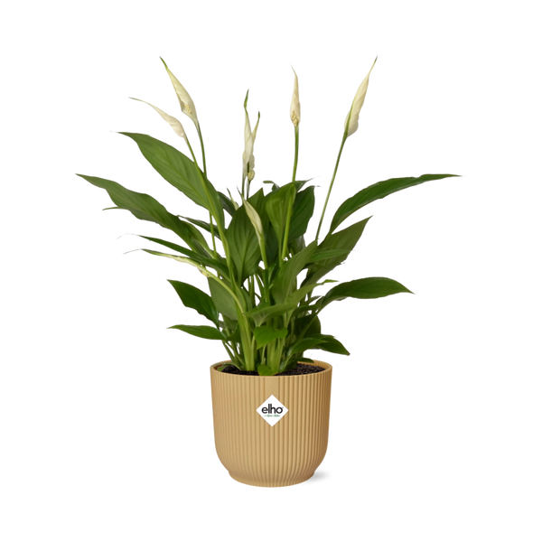 Einblatt ‚Torelli' – Spathiphyllum – gelber ELHO Vibes Fold Topf Ø 14 cm