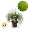 Zartes Federgras ‚Pony Tails' – Stipa tenuifolia