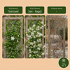 Sternjasmin – Trachelospermum jasminoides – Ansicht 5