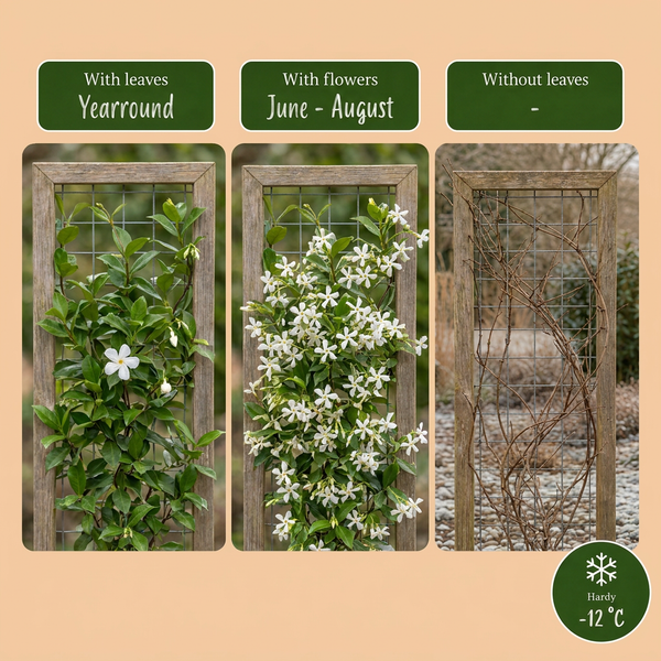 Sternjasmin – Trachelospermum jasminoides – Ansicht 5