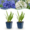 Schmucklilie Duo – Agapanthus
