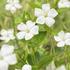 Großes Immergrün ‚Alba' – Vinca major – Ansicht 5