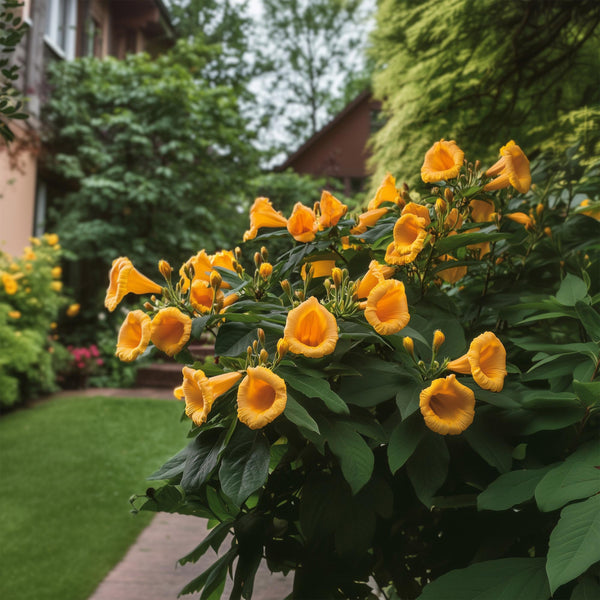 Trompetenblume ‚Flava' – Campsis radicans – Ansicht 5