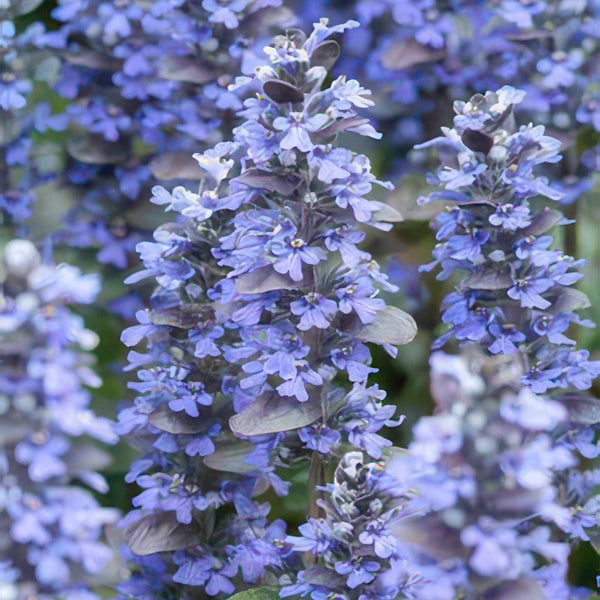 Kriechender Günsel ‚Burgundy Glow' – Ajuga reptans – Ansicht 5