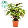 Pfauenkorbmarante – Calathea makoyana