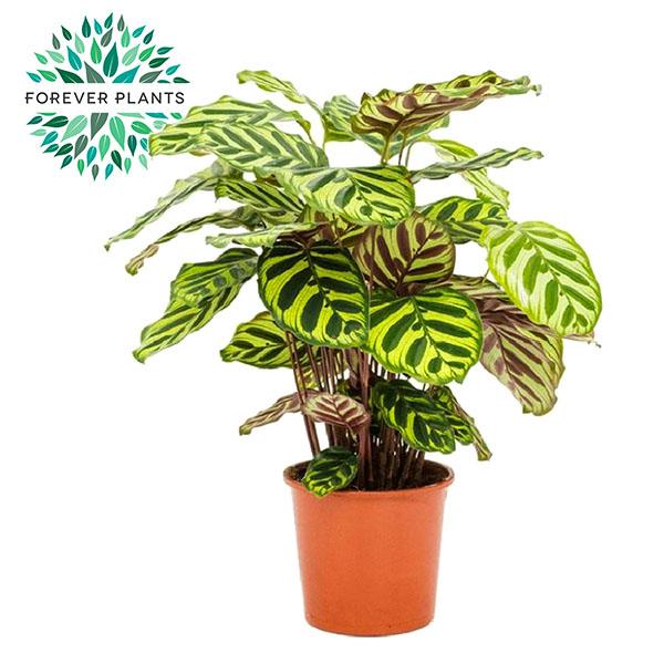 Pfauenkorbmarante – Calathea makoyana