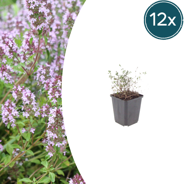 Echter Thymian – Thymus vulgaris