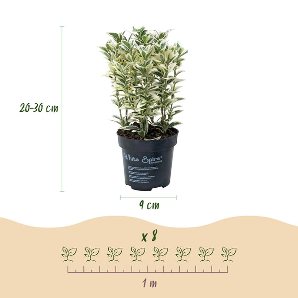 Japanischer Spindelstrauch ‚White Spire' – Euonymus japonicus – Ansicht 4