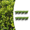 Japanische Stechpalme ‚Jenny' – Ilex crenata