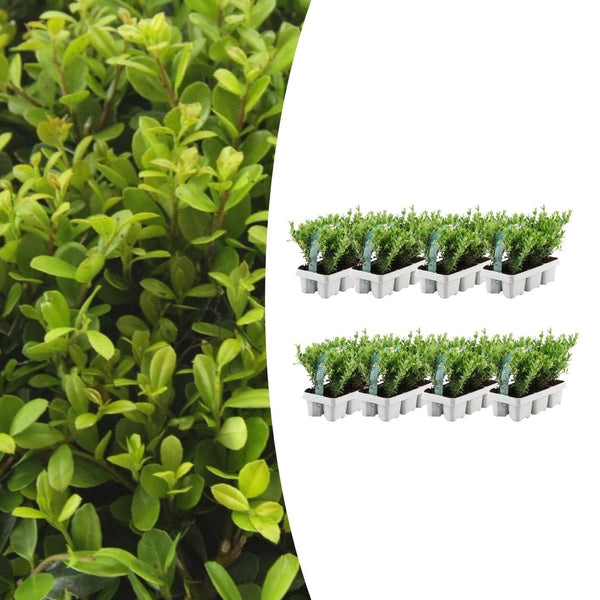 Japanische Stechpalme ‚Jenny' – Ilex crenata