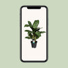 Kolbenfaden ‚Greenlight' – Aglaonema – Ansicht 6