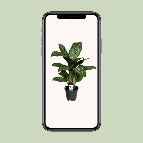Kolbenfaden ‚Greenlight' – Aglaonema – Ansicht 6