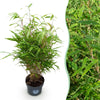 Schirmbambus – Fargesia rufa