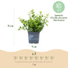 Buchsbaum ‚Babylon Beauty' – Buxus sempervirens – Ansicht 3