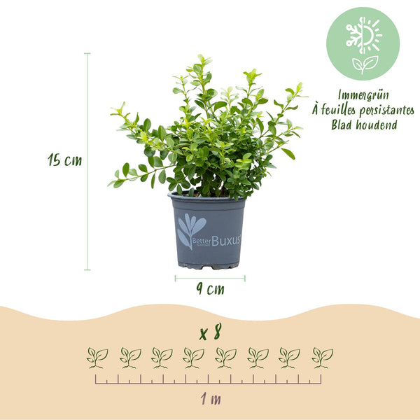 Buchsbaum ‚Babylon Beauty' – Buxus sempervirens – Ansicht 3
