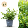 Buchsbaum ‚Babylon Beauty' – Buxus sempervirens