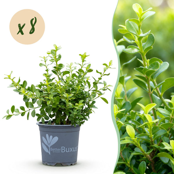 Buchsbaum ‚Babylon Beauty' – Buxus sempervirens