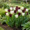 Tulpe ‚Breakdance Mix' – Tulipa – Ansicht 2