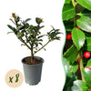 Stechpalme ‚Blue Maid' – Ilex meserveae – Standard